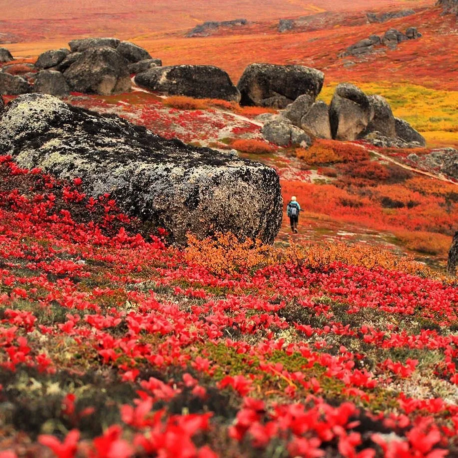 Knitting Our National Parks - Round Mountain Fibers - Bering Land Bridge National Preserve